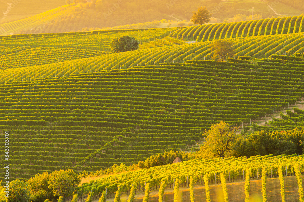 vineyards landscape in barolo area italy