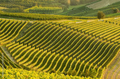 vineyards landscape in barolo area italy photo