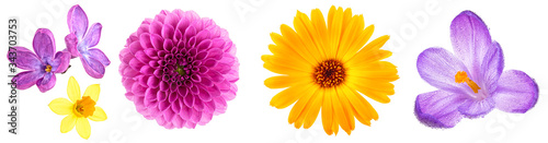 Set of different flowers buds isolated on a white background. Lilac flowers. Narcissus flower. Dahlia flower. Marigold flower. Crocus flower.