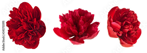 Beautiful red peony flowers isolated on a white background. Set of images. © domnitsky