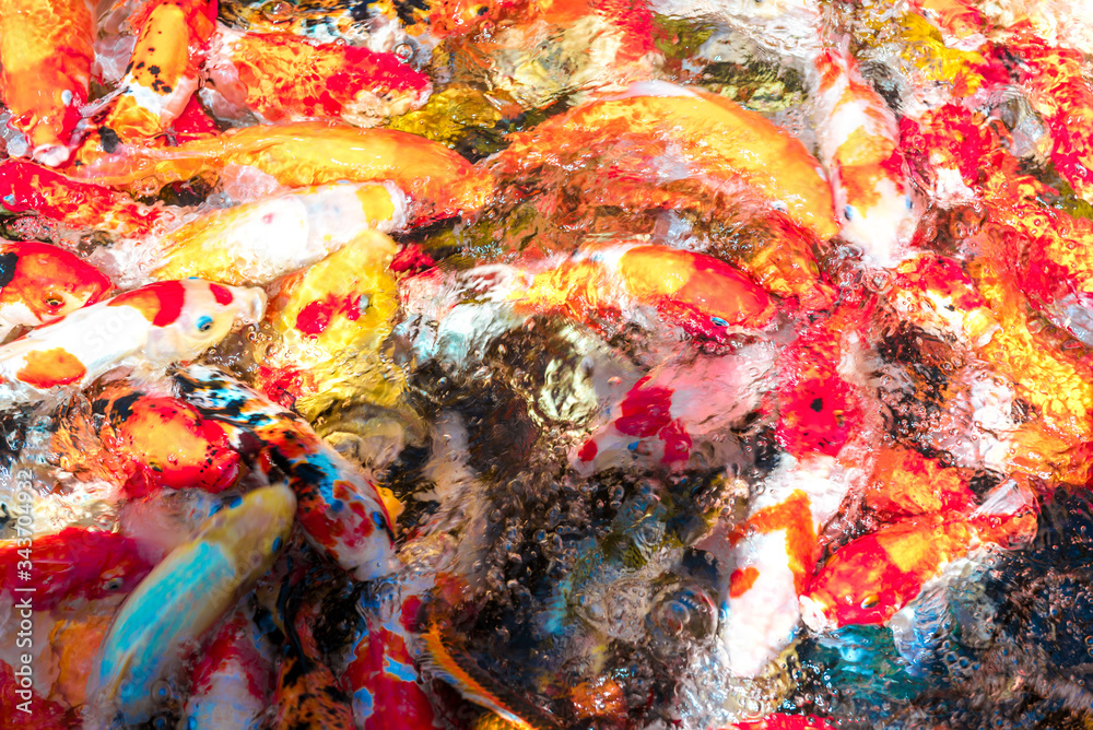 Naklejka premium multi-colored koi fish swim in a blue pond.
