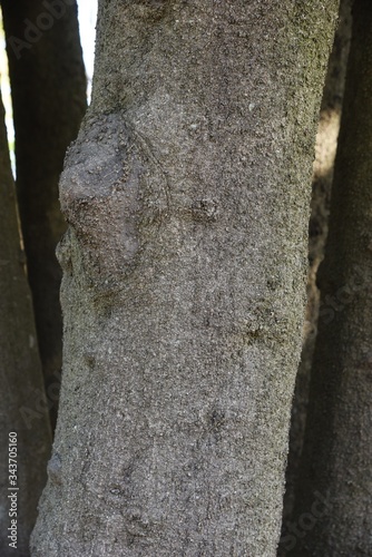 Quercus myrsinifolia (Bamboo leaved oak) / Fagaceae evergreen tall tree photo