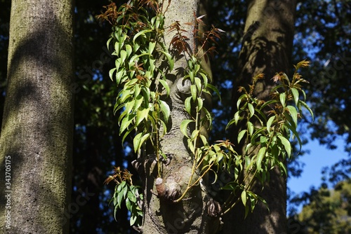 Quercus myrsinifolia (Bamboo leaved oak) / Fagaceae evergreen tall tree photo