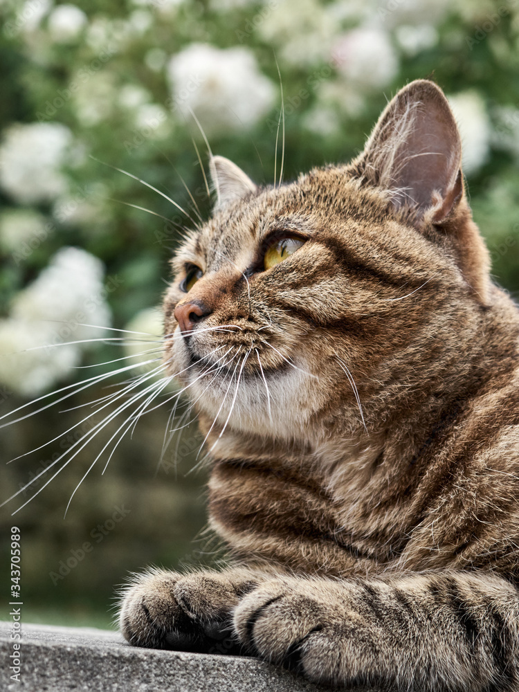 Obraz premium Portrait of a city cat on the street.