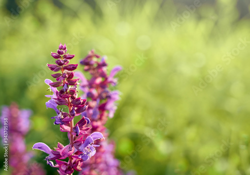 Beautiful purple sage flowers blooms in the summer meadow.