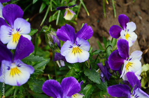 The garden pansy is a type of large-flowered hybrid plant cultivated as a garden flower
