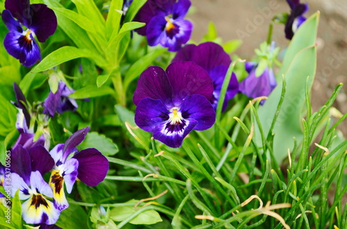 Fototapeta Naklejka Na Ścianę i Meble -  The garden pansy is a type of large-flowered hybrid plant cultivated as a garden flower