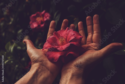 hands holding flower  #343707368