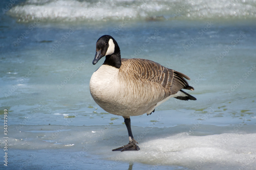 Obraz premium Canada Goose's Balancing Act