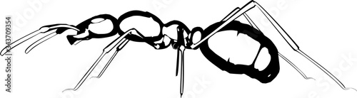 Realistic ant vector on white background