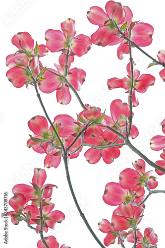 Pink dogwood blossoms