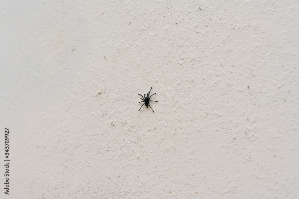 Tarantulas are the largest spiders in the lycoside family (Lycosidae), especially members of the Lycosa genus such as Lycosa tarantula Tarantulas are the largest spiders in the lycoside family (Lycosidae), especially members of the Lycosa genus such as Lycosa tarantula