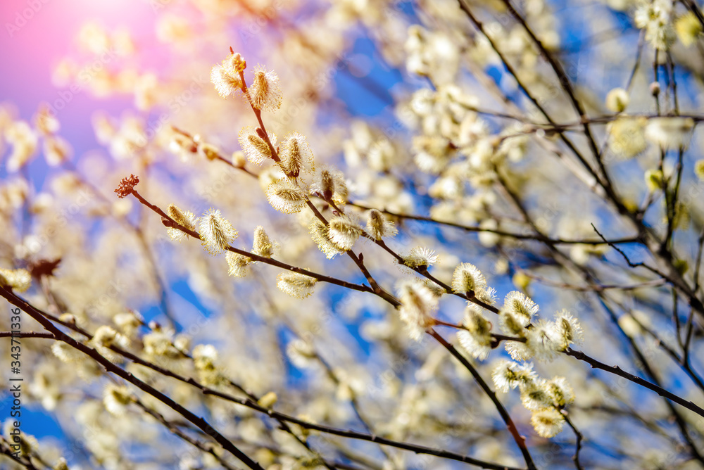 Blossoming willow in the early spring on a background of blue sky
Blossoming willow in the early spring on a background of blue sky