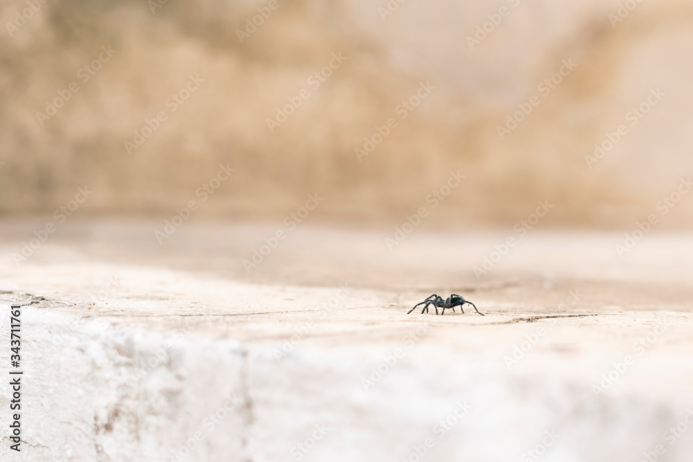 Tarantulas are the largest spiders in the lycoside family (Lycosidae), especially members of the Lycosa genus such as Lycosa tarantula Tarantulas are the largest spiders in the lycoside family (Lycosidae), especially members of the Lycosa genus such as Lycosa tarantula