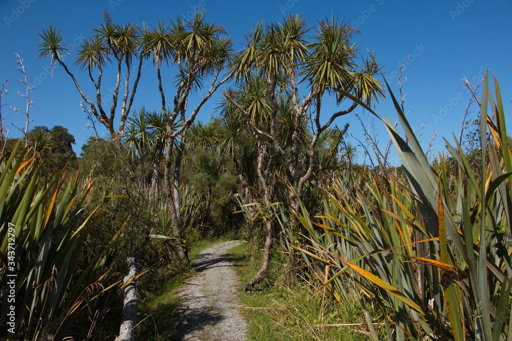 Fototapeta premium Hapuka Estuary Walk in Mount Aspiring National Park,West Coast on South Island of New Zealand 