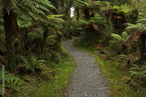 Kahikatea Swamp Forest Walk at Ship Creek in Mount Aspiring National Park,West Coast on South Island of New Zealand 