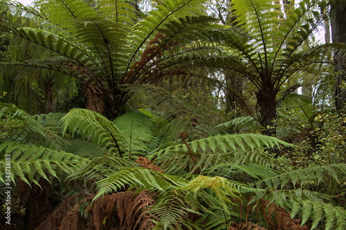 Fern trees on Kahikatea Swamp Forest Walk at Ship Creek in Mount Aspiring National Park West Coast on South Island of New Zealand 