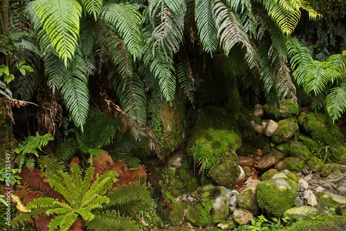 Vegetation at Lake Matheson on West Coast on South Island of New Zealand 