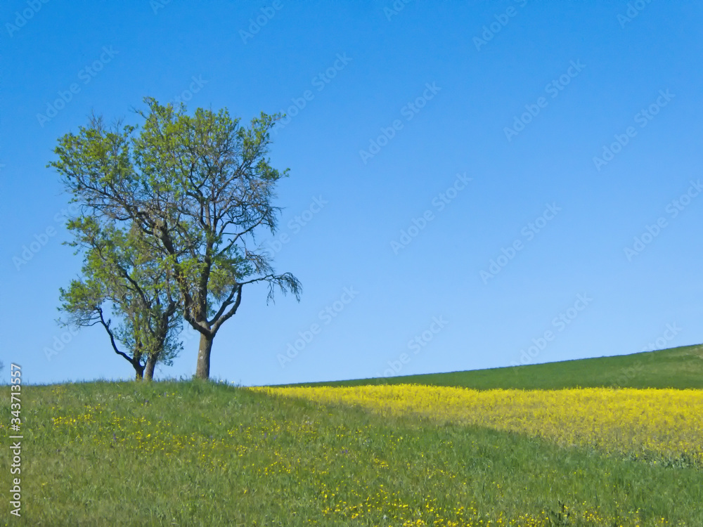 trees in a meadow with blooming rape and blue sky trees in a meadow with blooming rape and blue sky