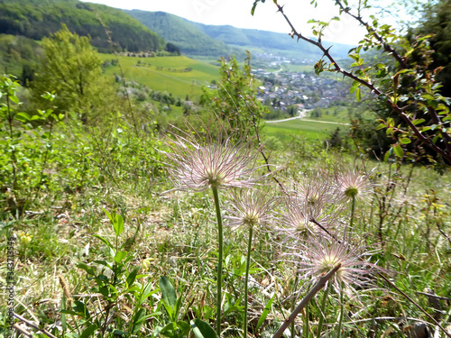 pasque flower with seeds on the Swabian alb in Germany