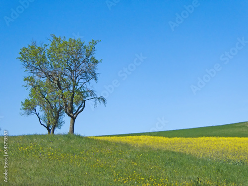 trees in a meadow with blooming rape and blue sky