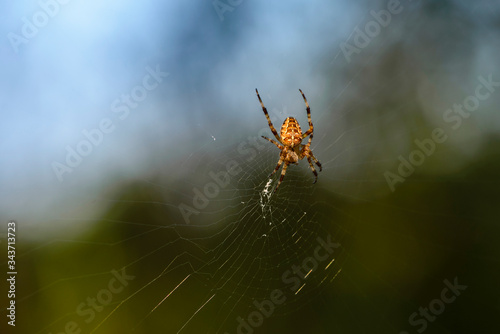 Female garden-spider sits in the center of its web