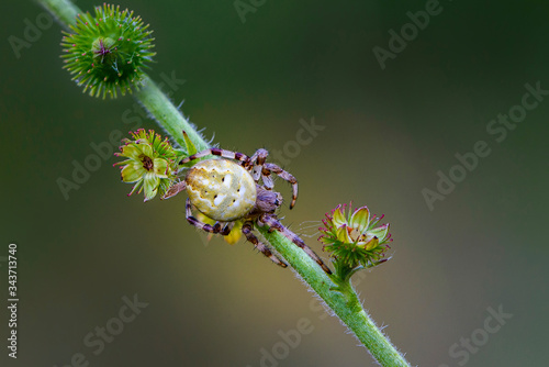 Female garden-spider sits on a grass stem photo