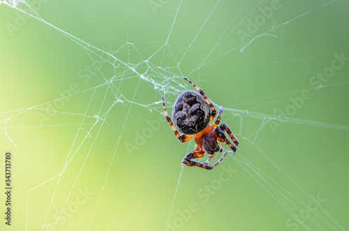 Female garden-spider sits in the center of its web photo