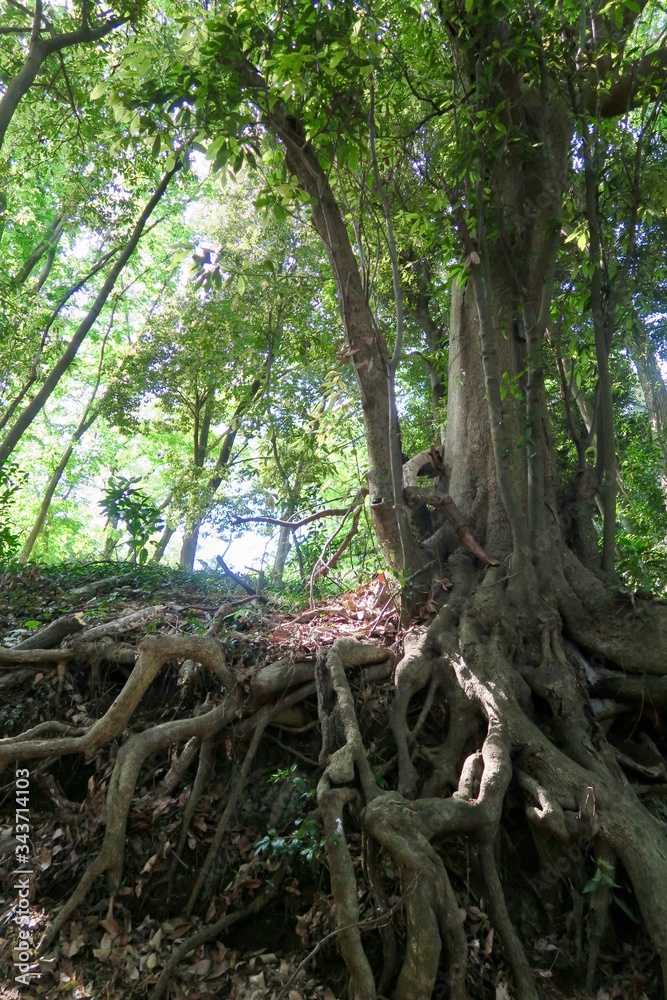 鳩峰公園