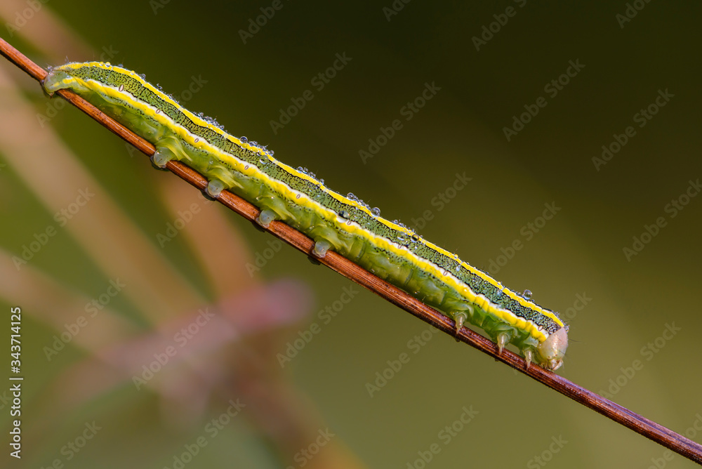 Green caterpillar with yellow stripes sits on stem of grass