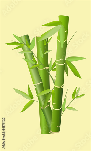 Bamboo stems in a flat style, icon. Vector illustration, realism. Tropical Asian nature.