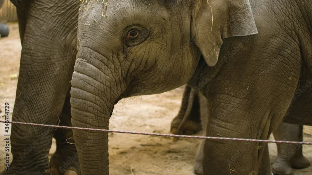 Multiple generations of captive Asian elephants wait patiently while ...