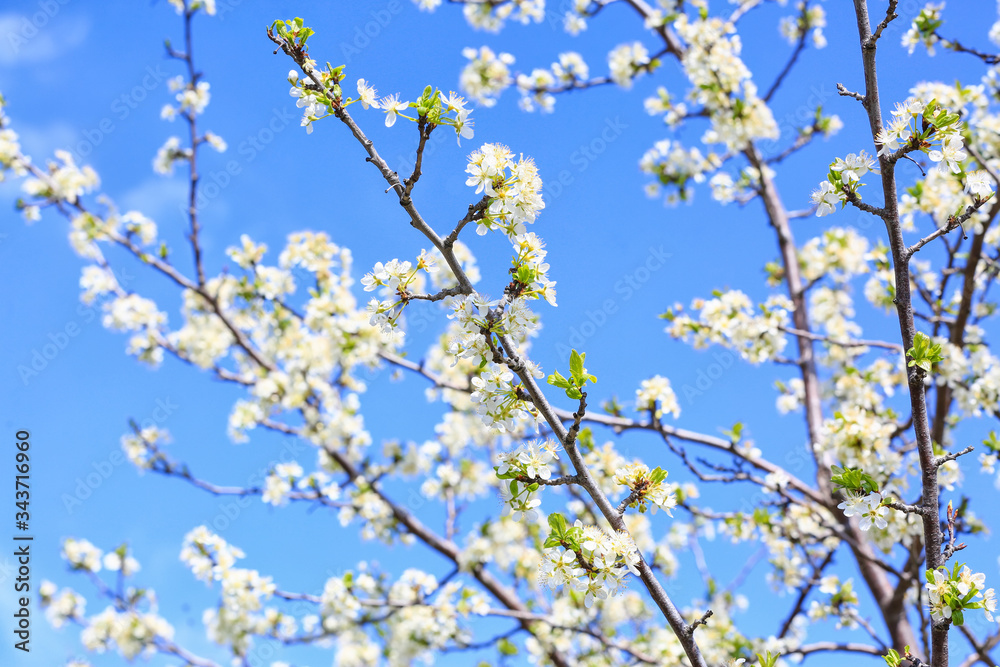 Beautiful blossoming tree branches outdoors on spring day Beautiful blossoming tree branches outdoors on spring day