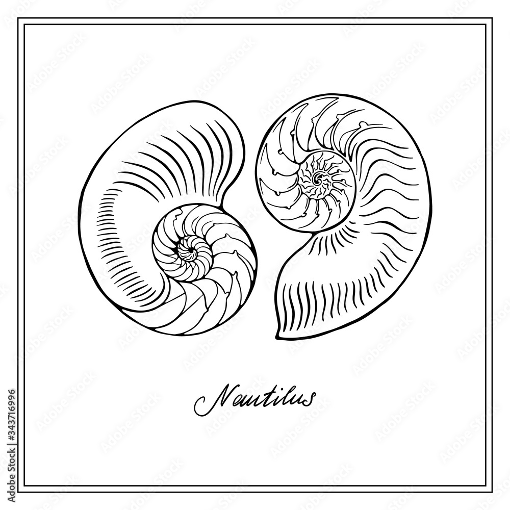 Two Nautilus Tiger Half-shell. Black and white square card. Hand-вrawn collection of greeting cards. Vector illustration on a white background. Two Nautilus Tiger Half-shell. Black and white square card. Hand-вrawn collection of greeting cards. Vector illustration on a white background.