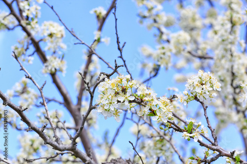 Beautiful blossoming tree outdoors on spring day  closeup
