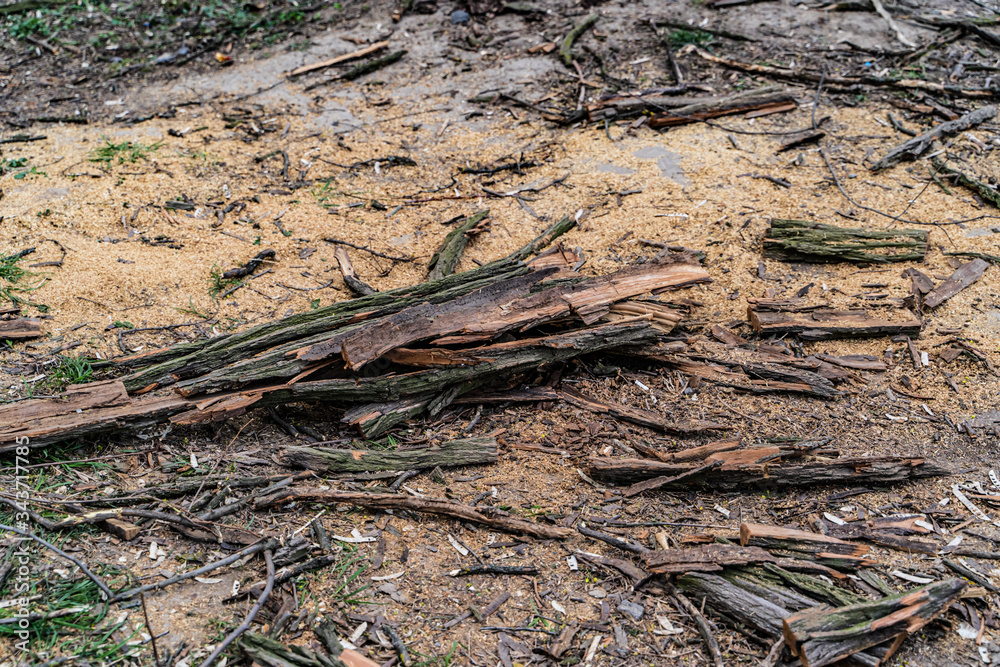 Pile of logs, sticks and bark, other pieces of woods from fallen tree outside surrounded by other organic and decomposing. Pile of logs, sticks and bark, other pieces of woods from fallen tree outside surrounded by other organic and decomposing.