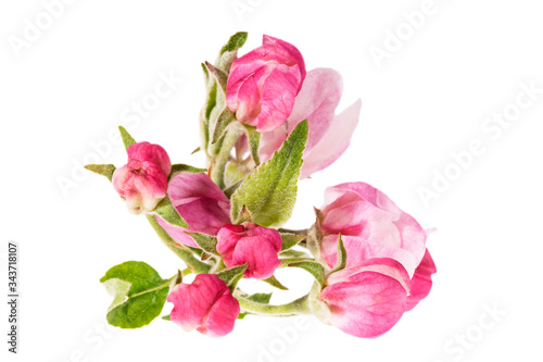 Apple tree blossom isolated on white background, close up. Pink delicate spring flowers.