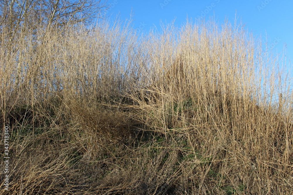 dry grass on the slope