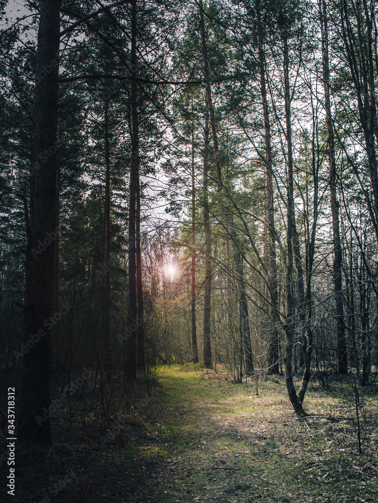 Fototapeta premium Morning in a pine forest. Early spring, road in the forest. Sunrise. Russian forest.