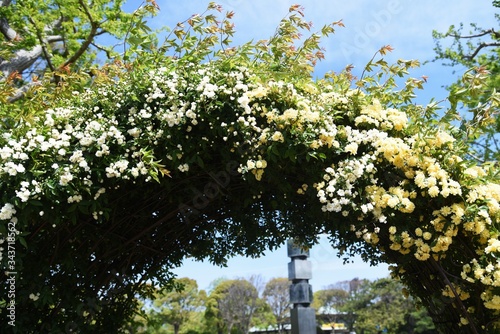 Banksia rose arch / Rosaceae evergreen vine shrub photo