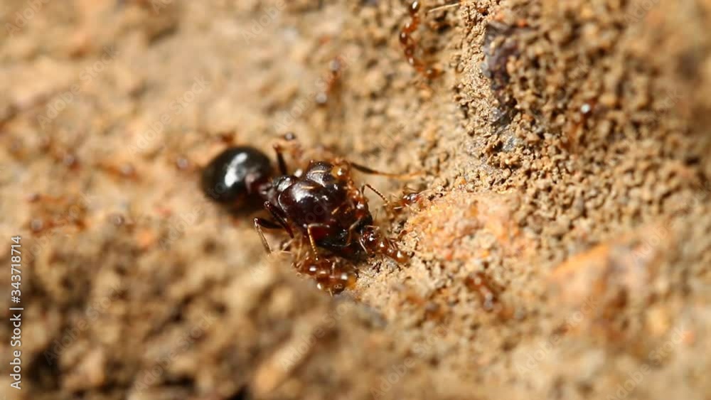 Ants walking on their path , out door Chiangmai Thailand Ants walking on their path , out door Chiangmai Thailand