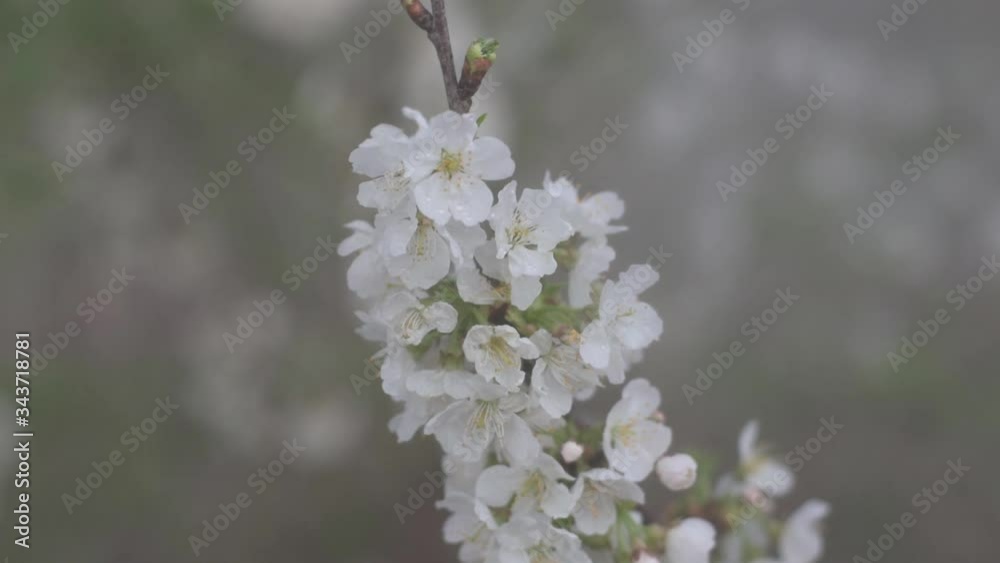 Beautiful cherry blossom in Japan. Gentle color cosmetics. Beautiful cherry blossom in Japan. Gentle color cosmetics.