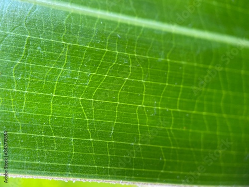 Closeup of the veins on a palm plant leaf.