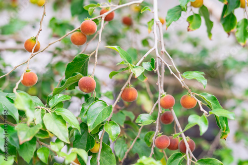 Dovyalis hebecarpa, with common names Ceylon gooseberry, ketembilla, and kitambilla, is a plant in the genus Dovyalis, native to Sri Lanka and southern India photo