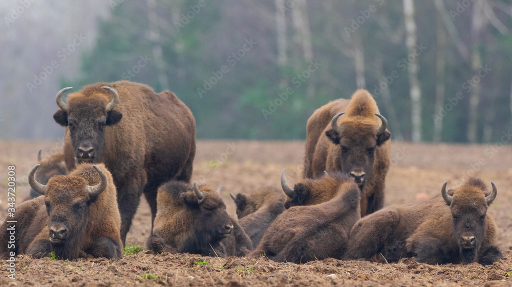 European bison (Bison bonasus) herd resting European bison (Bison bonasus) herd resting
