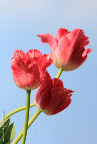 Pink tulips in a bouquet close up