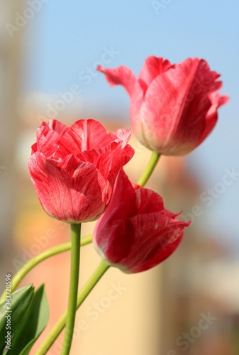 Pink tulips in a bouquet close up