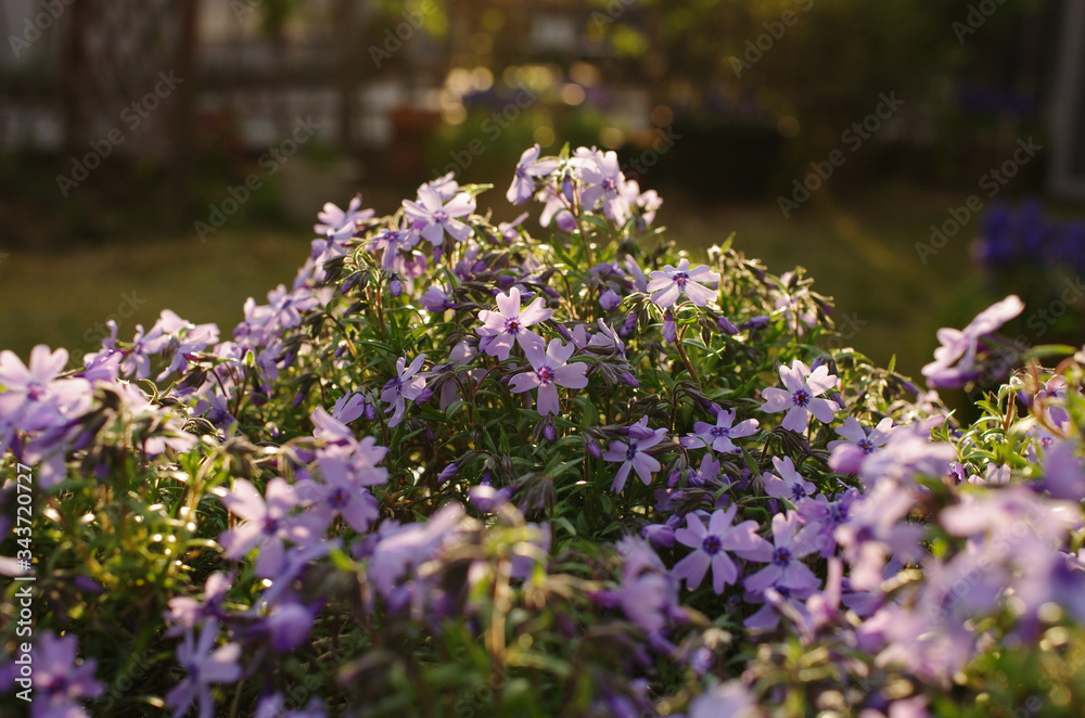 Obraz premium 芝桜