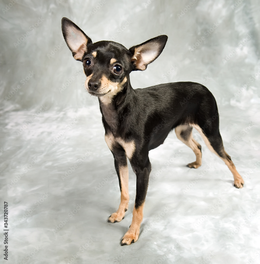 Russian toy terrier puppy on grey background Russian toy terrier puppy on grey background