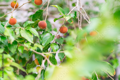 Dovyalis hebecarpa, with common names Ceylon gooseberry, ketembilla, and kitambilla, is a plant in the genus Dovyalis, native to Sri Lanka and southern India photo